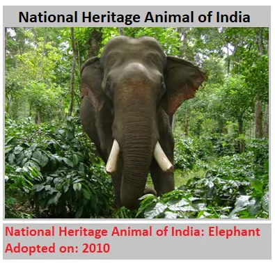 National Heritage Animal of India: Elephant